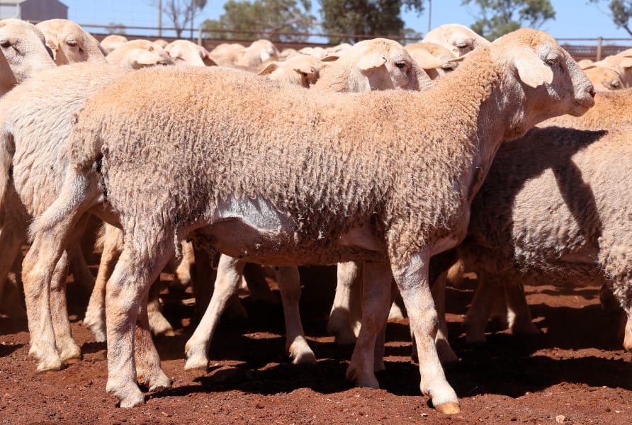 880 Grain-Trained Crossbred Store Lambs, Two Lots, Cobar NSW - Agora Livestock listing ER6I552
