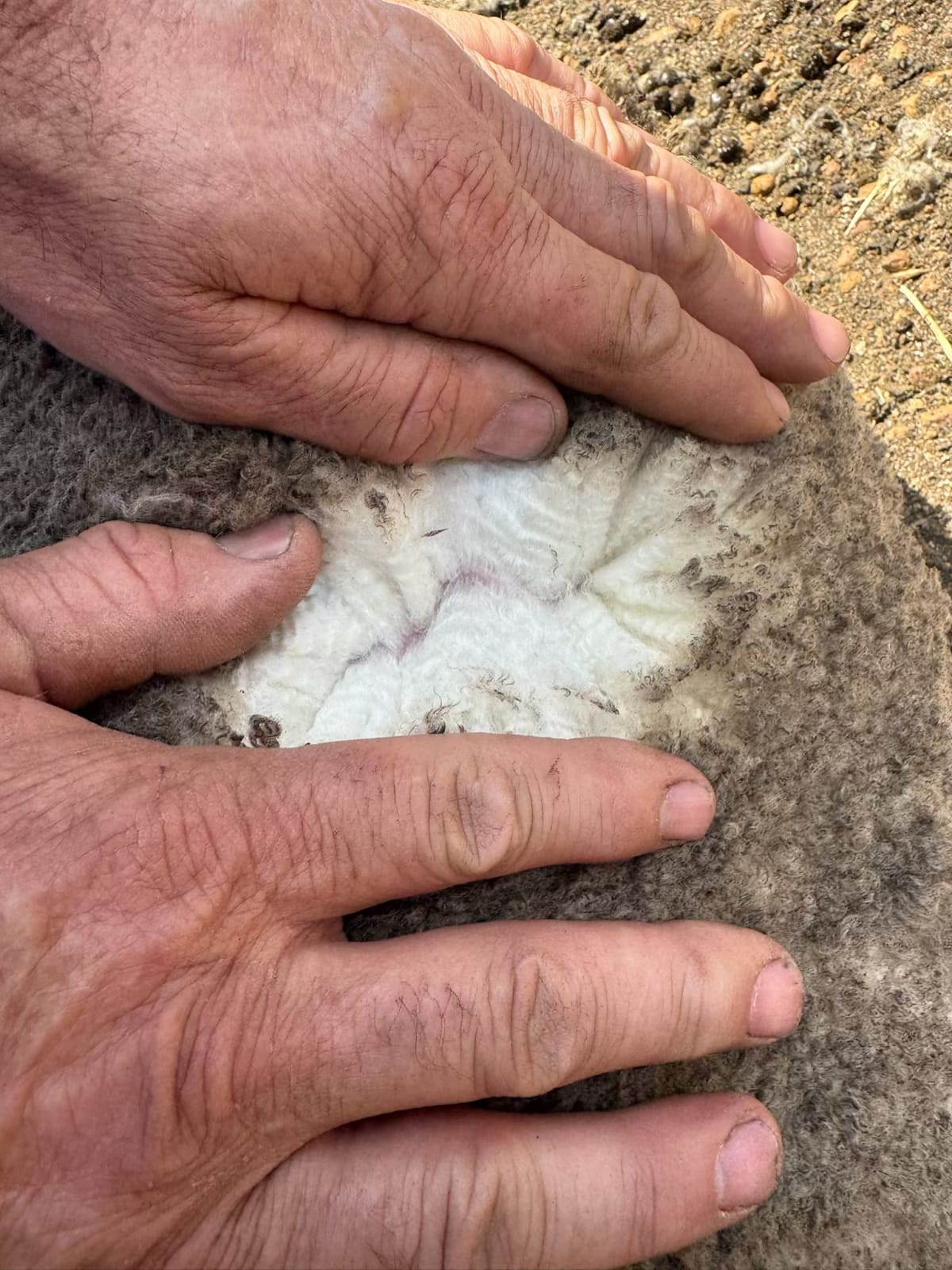 826 Purebred Merino Ewes, Heavy Wool Cutters, Katanning WA - Agora Livestock listing K2PCLMO