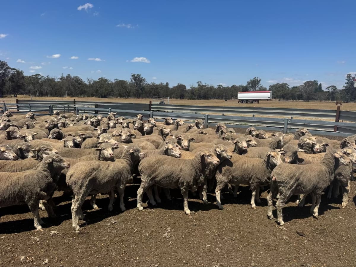 826 Purebred Merino Ewes, Heavy Wool Cutters, Katanning WA - Agora Livestock listing K2PCLMO