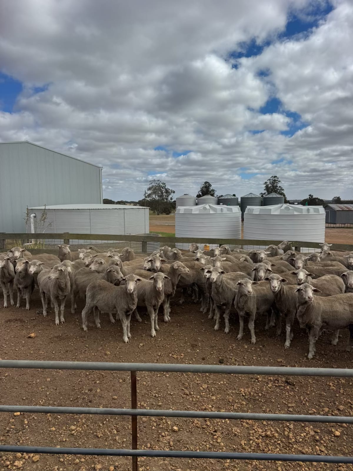 Large Frame Black Tag Merino Ewes, 63kg Avg, Katanning WA - Agora Livestock listing X5ZSPQ4