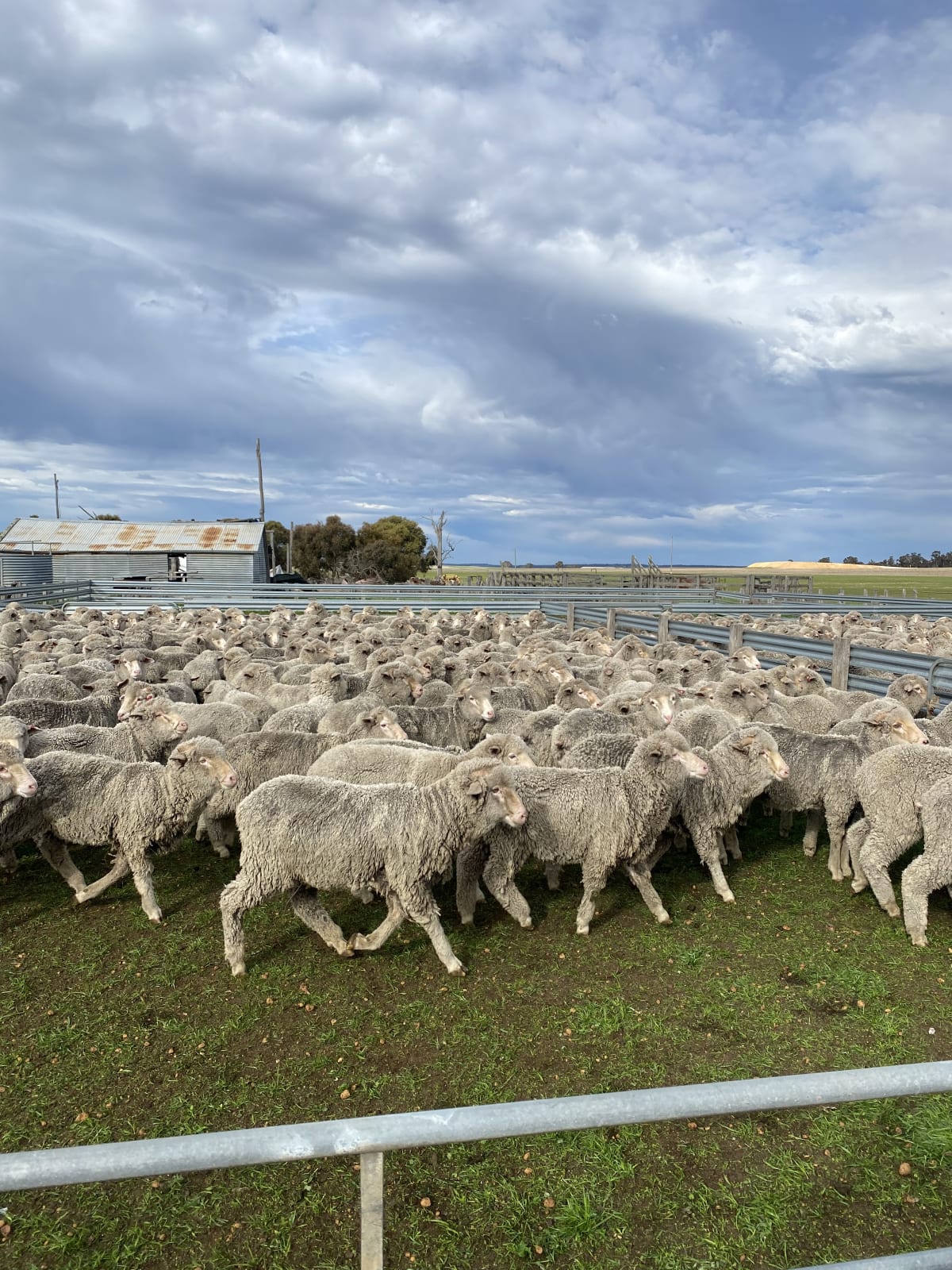 Woolly Merino Wether Lambs, Woodyarrup-bred draft, Great Southern WA - Agora Livestock listing X5ZS7Z