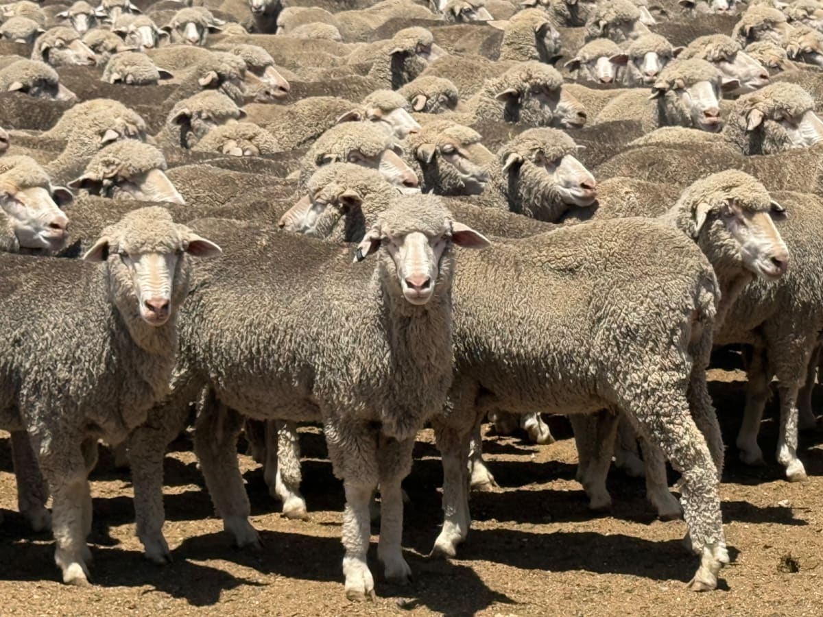 1000 Merino & Poll Merino Ewes, Vendor SA - Agora Livestock listing OKVINQG