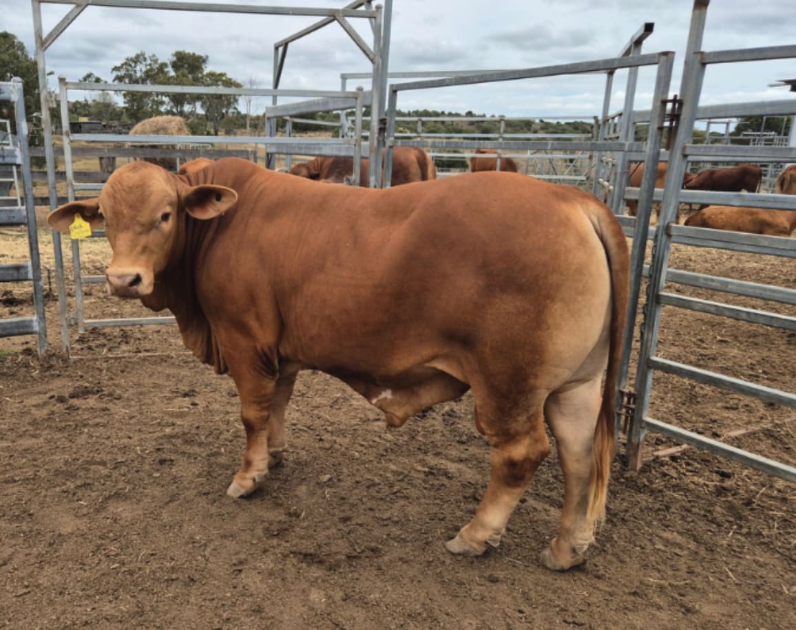 Purebred Droughtmaster Bulls, Quiet & Well-Grown, Kingaroy QLD - Agora Livestock listing OKVIN1D