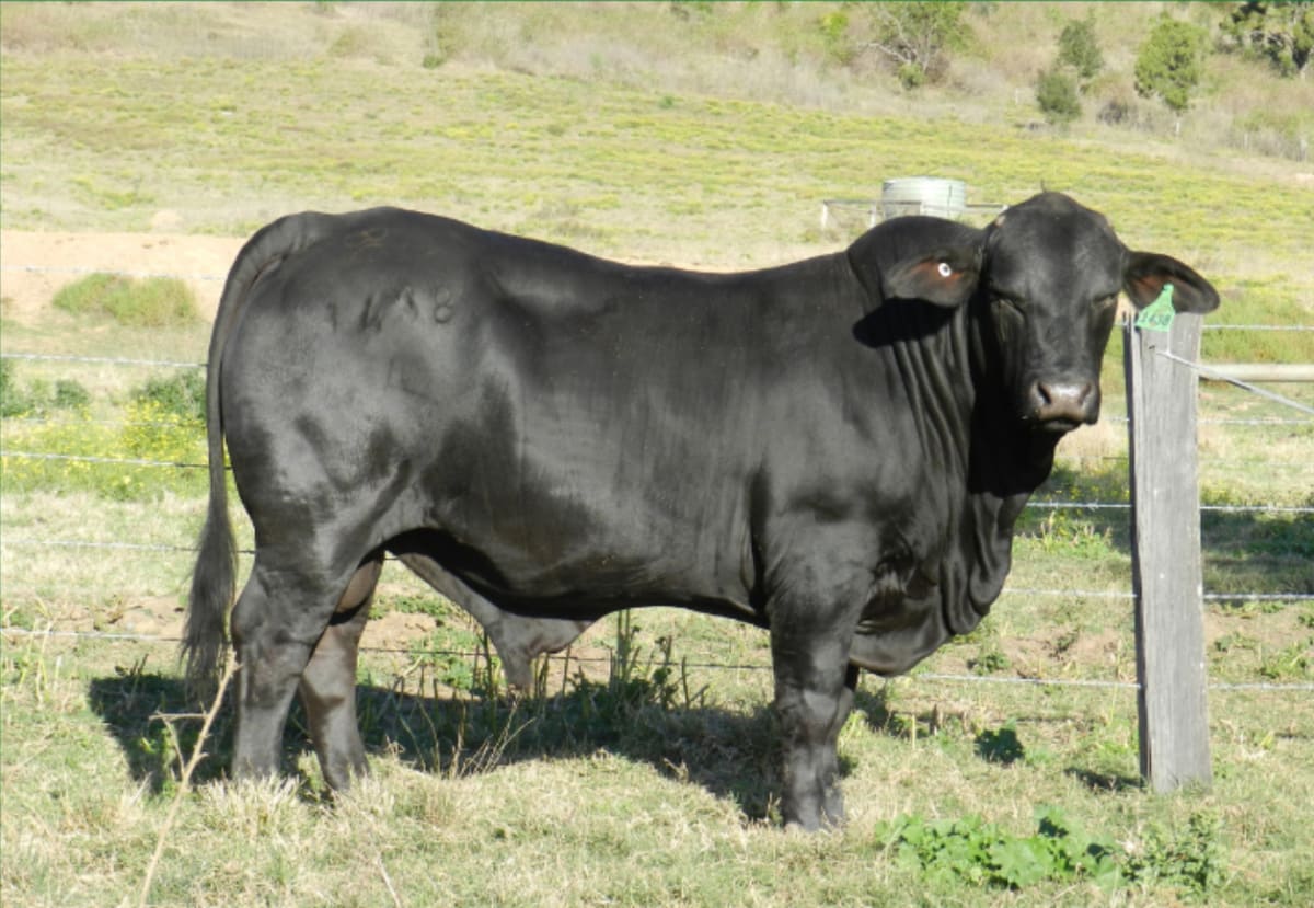 Purebred Brangus Stud Bulls, Semen Tested & Vaccinated, Kingaroy QLD - Agora Livestock listing 01KA1X0