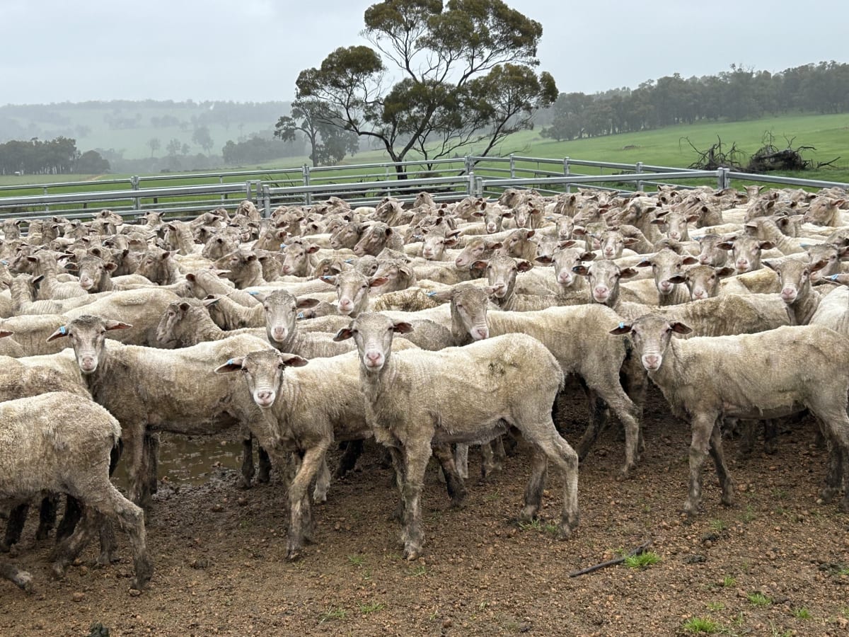 Top Draft Merino Ewe Lambs, Seymour Park Blood, Darkan WA - Agora Livestock listing Y4LUZR
