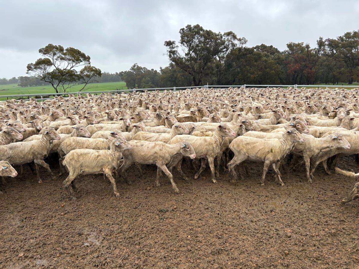 Purebred Merino Ewe Lambs, Seymour Park Bloodlines, Darkan WA - Agora Livestock listing PZPIWR