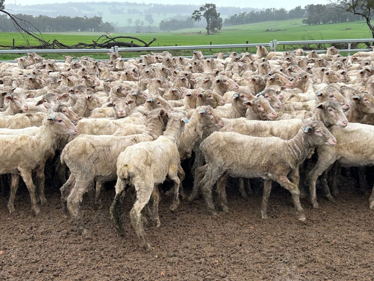 Purebred Merino Ewe Lambs, Seymour Park Bloodlines, Darkan WA - Agora Livestock listing PZPIWR
