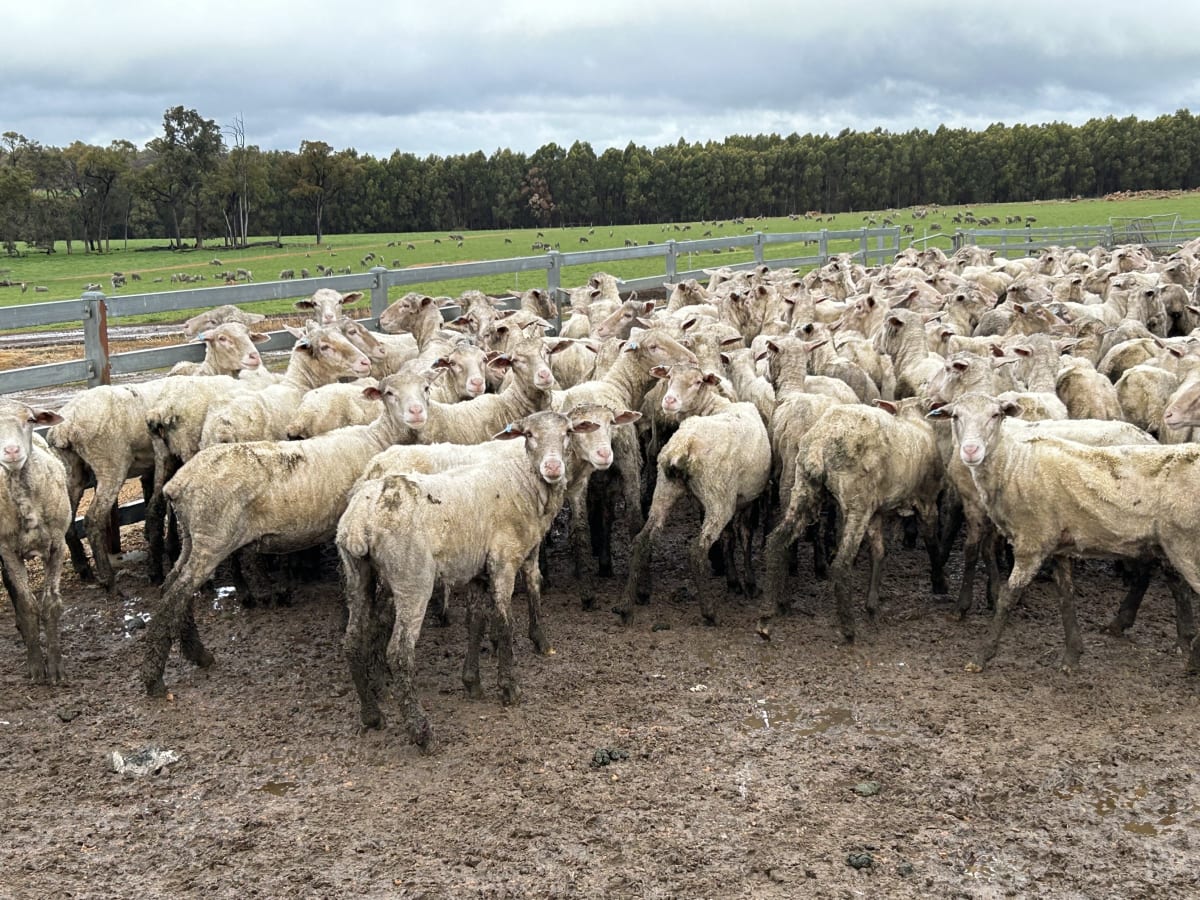 Top Draft Merino Ewe Lambs, Seymour Park Blood, Darkan WA - Agora Livestock listing Y4LUZR