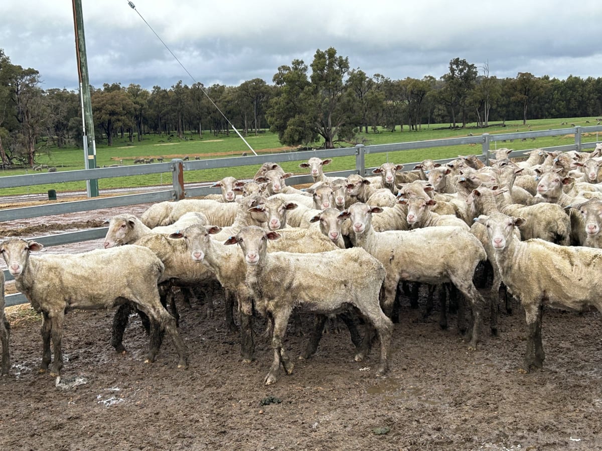 Top Draft Merino Ewe Lambs, Seymour Park Blood, Darkan WA - Agora Livestock listing Y4LUZR