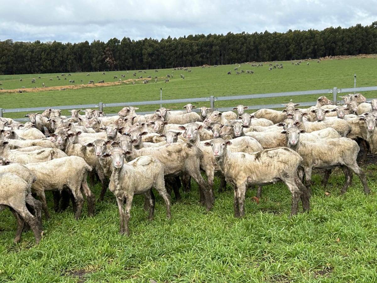 Top Draft Merino Ewe Lambs, Seymour Park Blood, Darkan WA - Agora Livestock listing Y4LUZR