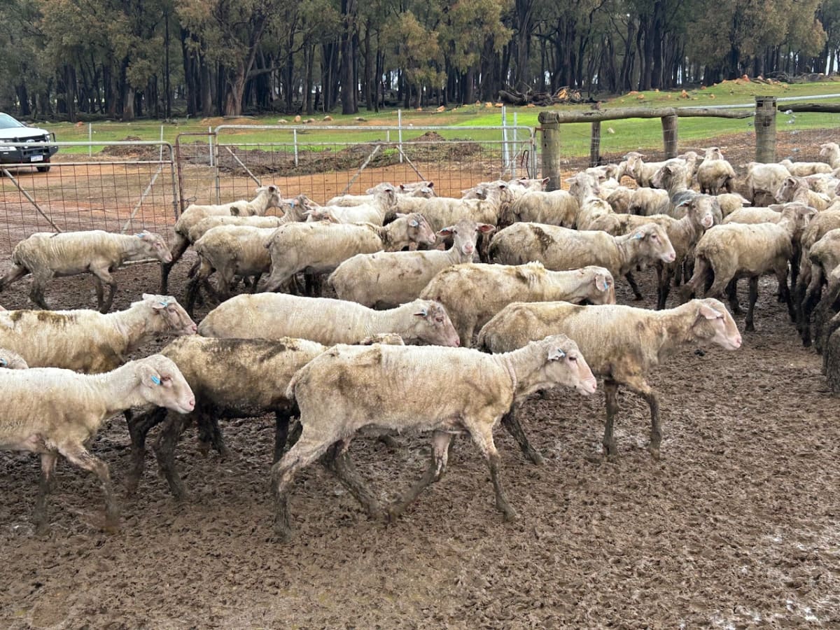 Purebred Merino Ewe Lambs, Seymour Park Bloodlines, Darkan WA - Agora Livestock listing PZPIWR