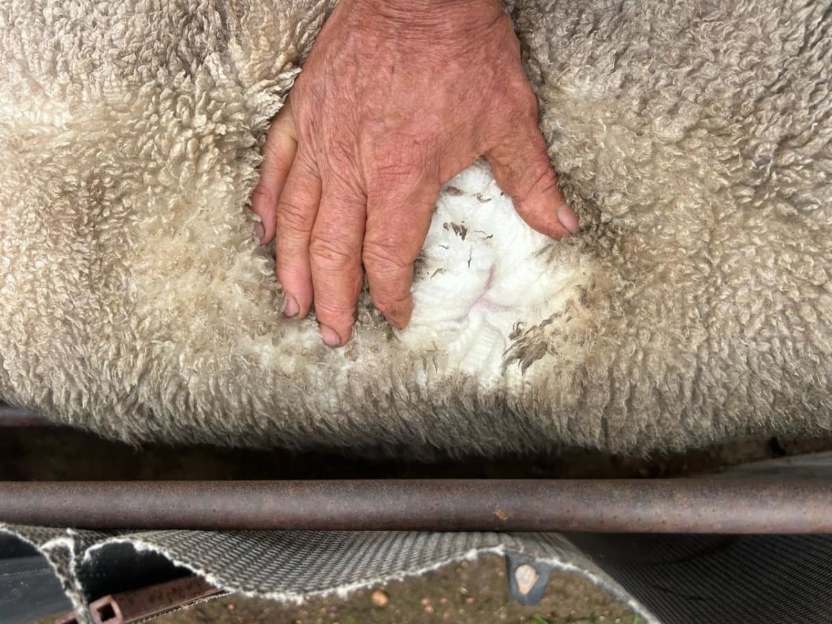 900 MPM Merino Performance Ewes 2024 - 2025 drop, Wedgecarrup WA - Agora Livestock listing 4Z6ID1Y