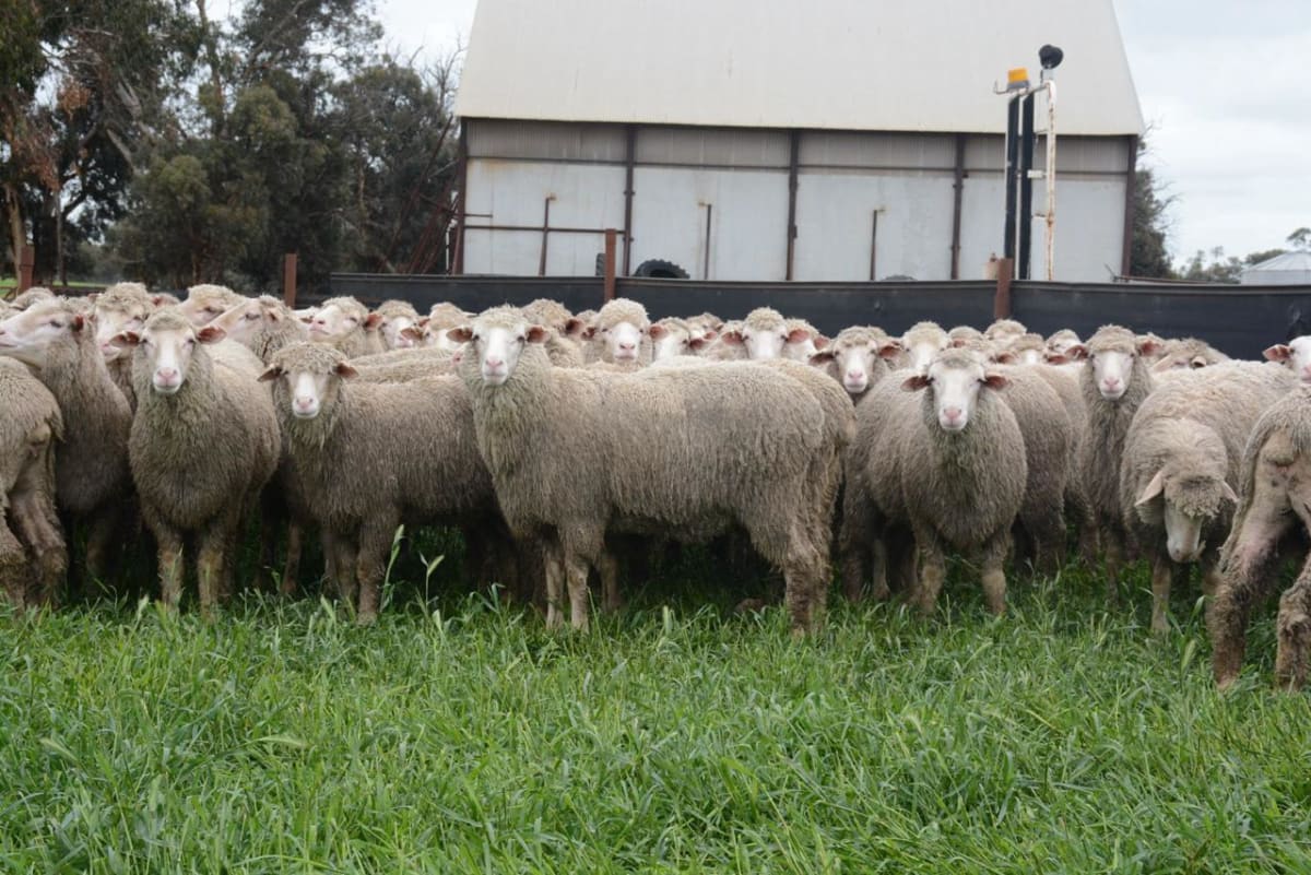 900 MPM Merino Performance Ewes 2024 - 2025 drop, Wedgecarrup WA - Agora Livestock listing 4Z6ID1Y