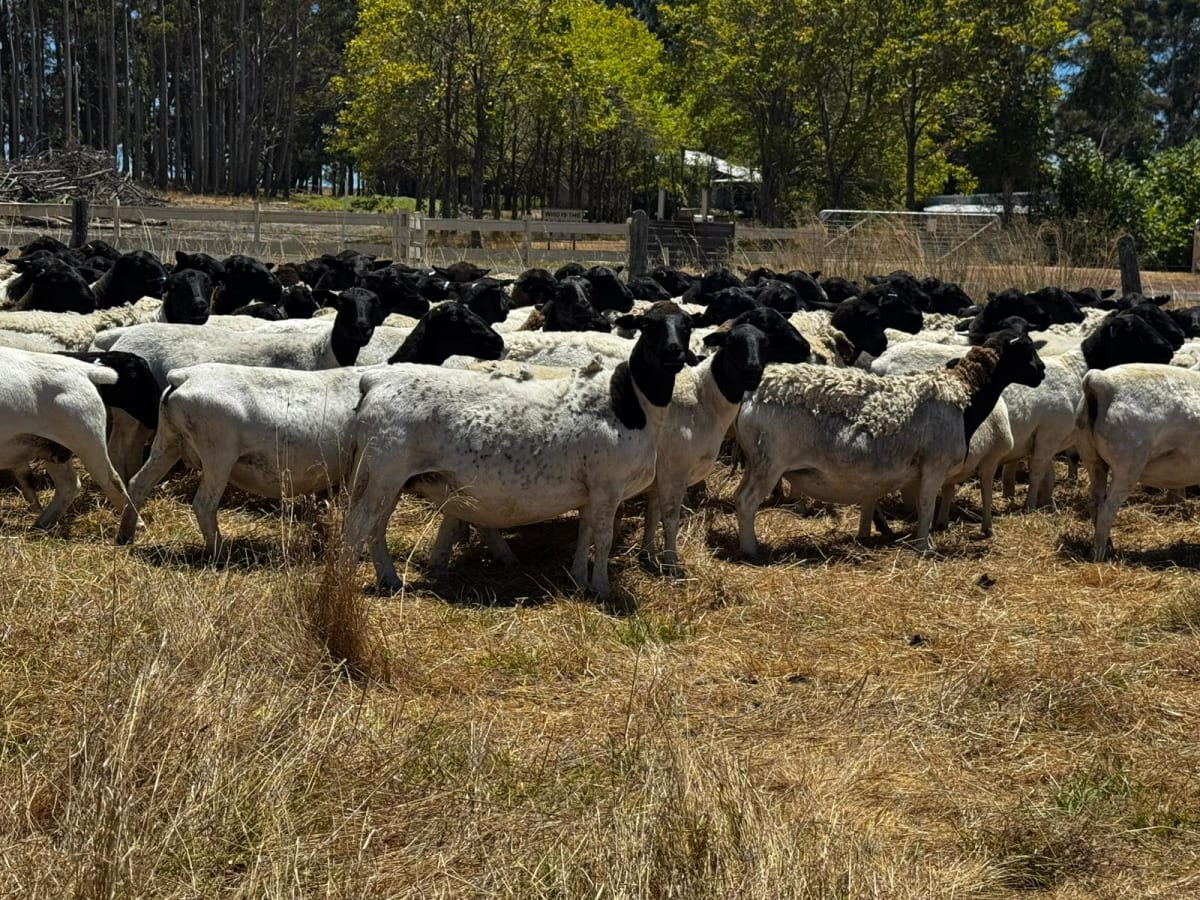 Purebred Dorper Ewe Flock Dispersal — 170 Head, 135% Lambing, Cowaramup WA - Agora Livestock listing 4Z6IDGG