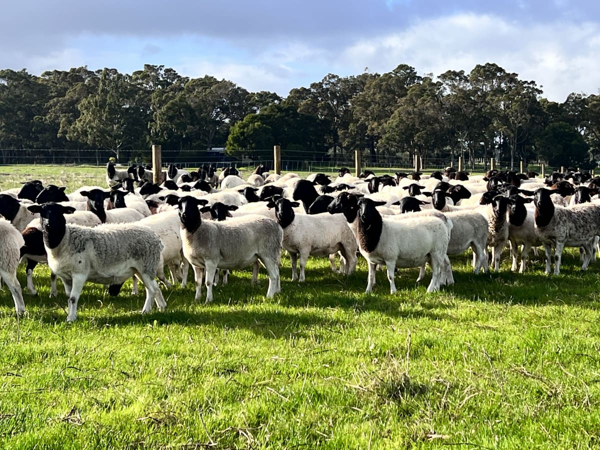Maiden Dorper Ewes Joined to Kaya & Douwana, Cowaramup WA - Agora Livestock listing 5LEI3Q