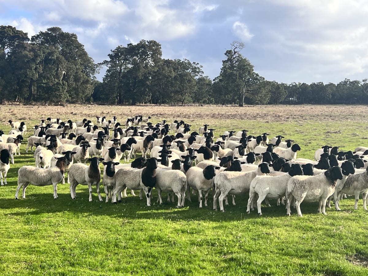 Maiden Dorper Ewes Joined to Kaya & Douwana, Cowaramup WA - Agora Livestock listing 5LEI3Q