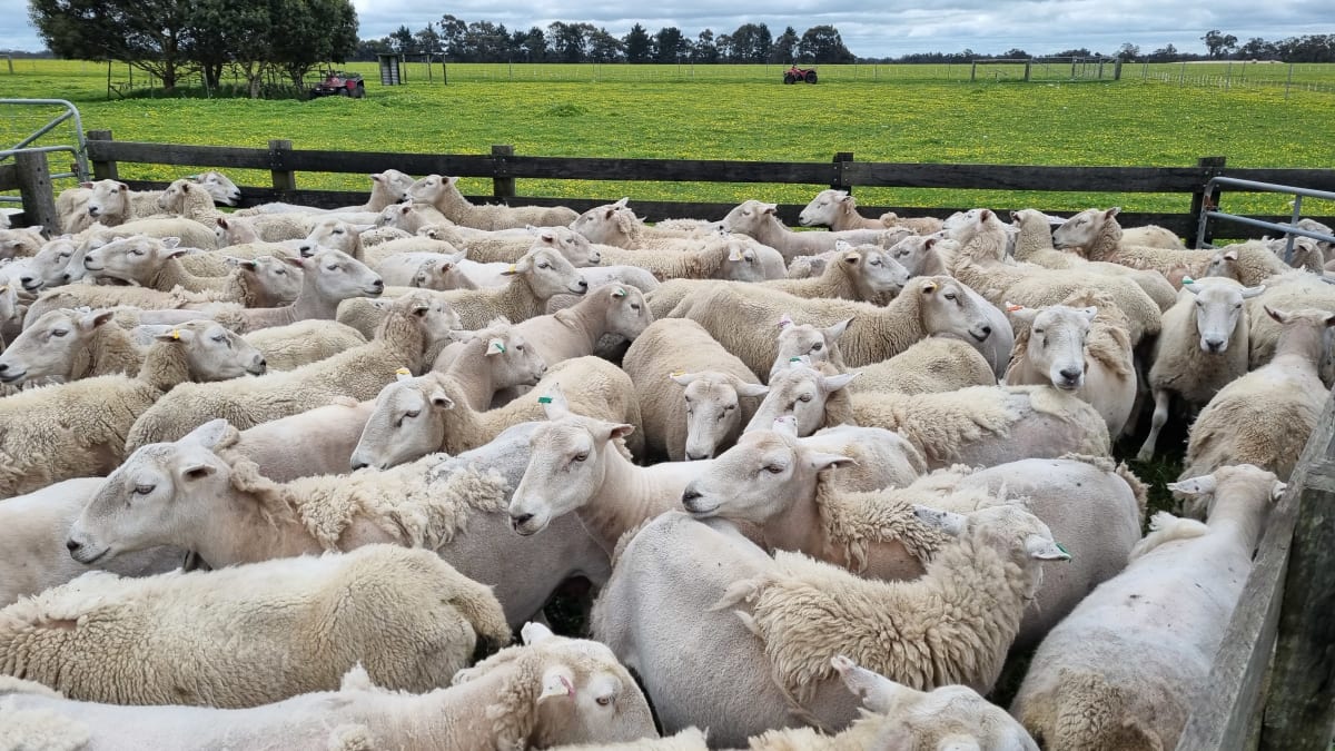 Purebred Wiltipoll Breeding Ewes, Shedding & Fertile, Mt Barker WA - Agora Livestock listing Z0GBV6