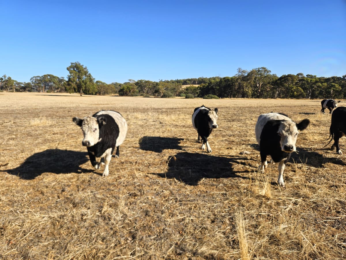 7 Belted Galloway X Breeding Cows, AI Program, Katrine WA - Agora Livestock listing 7NLIDWX