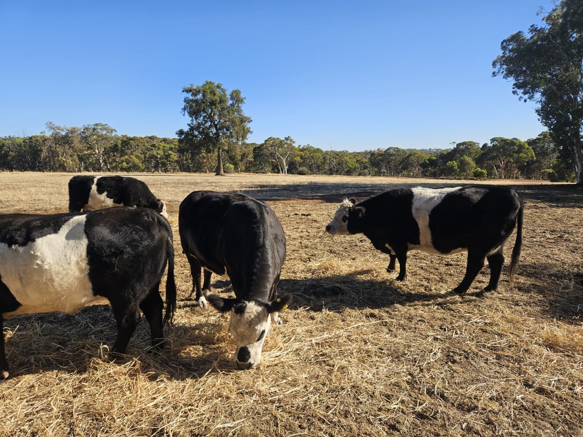 7 Belted Galloway X Breeding Cows, AI Program, Katrine WA - Agora Livestock listing 7NLIDWX