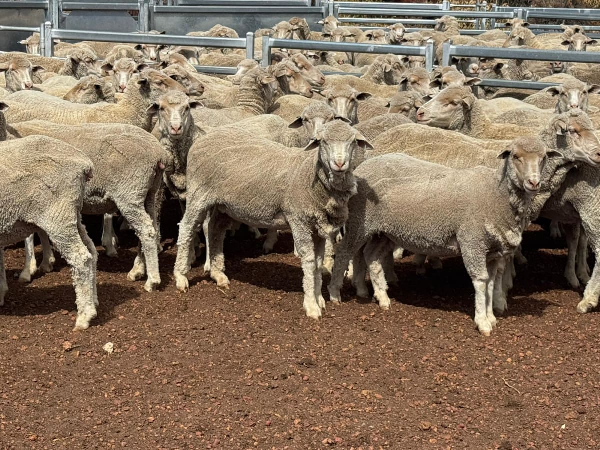 Genuine dispersal Merino ewes, award-winning wool, Hyden WA - Agora Livestock listing Z0GBWWY
