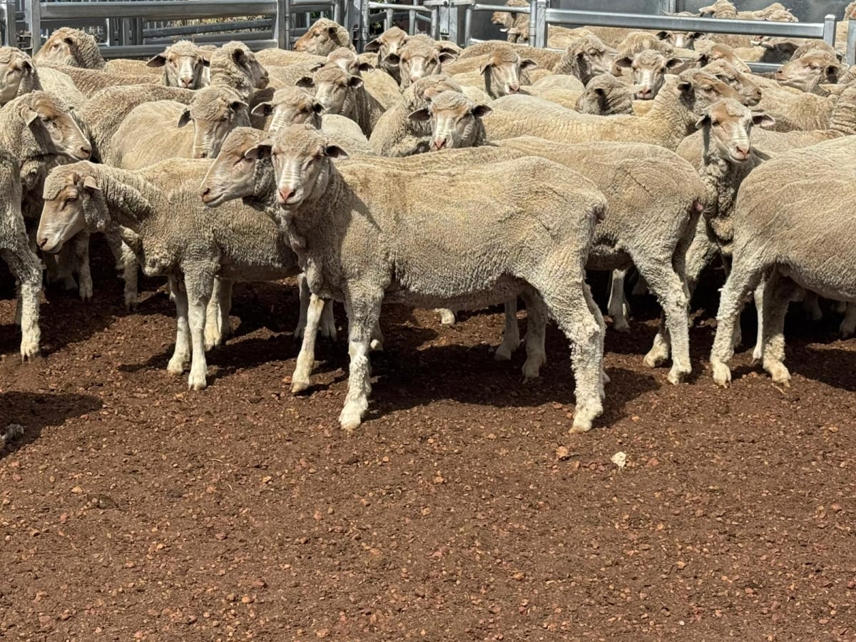 Genuine dispersal Merino ewes, award-winning wool, Hyden WA - Agora Livestock listing Z0GBWWY