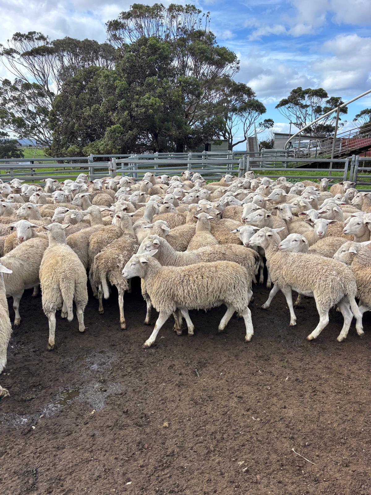 750 Purebred Ultra White Lambs, Ewes & Wethers, located WA - Agora Livestock listing Z0GB1ZX