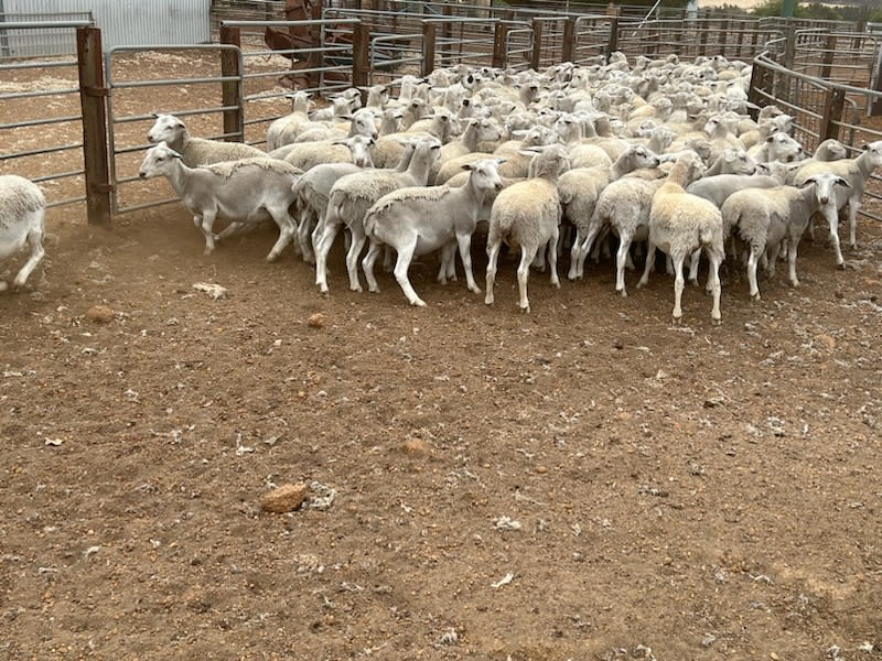 568 Kojak/Ultra White Shedder Lambs, Drenched & Vaccinated, Kojonup WA - Agora Livestock listing PZPIXM