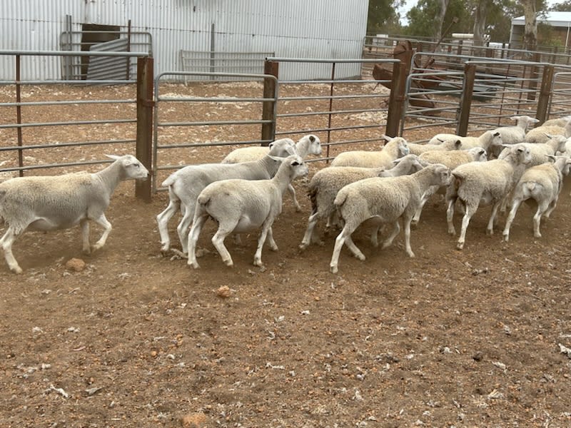 568 Kojak/Ultra White Shedder Lambs, Drenched & Vaccinated, Kojonup WA - Agora Livestock listing PZPIXM