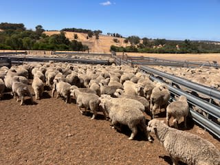 Purebred Merino Wether Lambs, Hill-Padua Bloodlines, Kojonup WA - Agora Livestock listing NDPI0Y