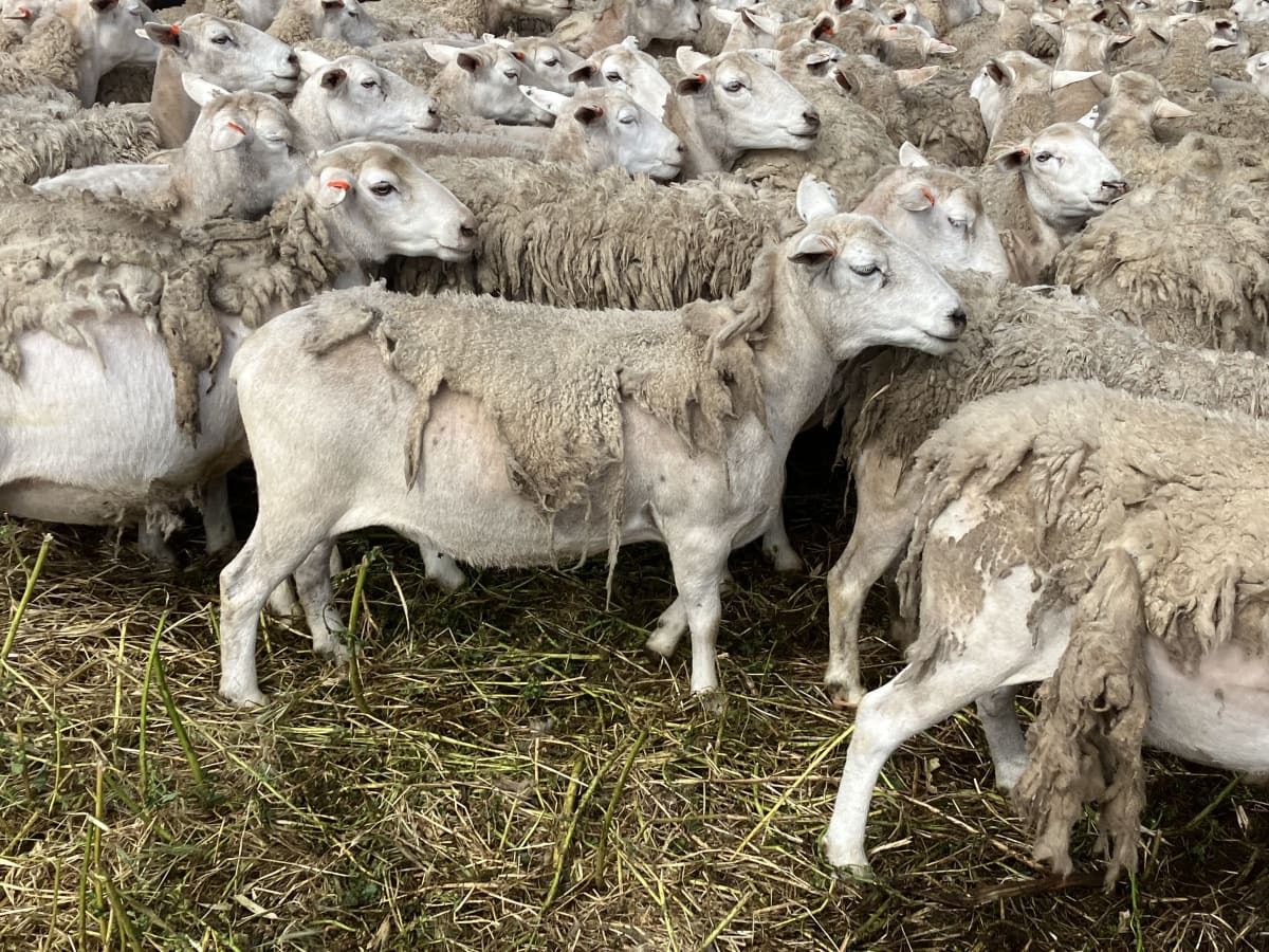 Shedding Ewes — Ultra White/Kojak Flock Reduction, Kojonup WA - Agora Livestock listing PZPIVX