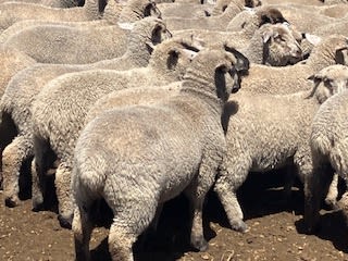 Purebred Suffolk Lambs, Vendor Bred & Vaccinated, Kojonup WA - Agora Livestock listing 5LEIZ2