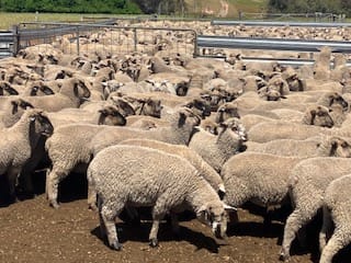 Purebred Suffolk Lambs, Vendor Bred & Vaccinated, Kojonup WA - Agora Livestock listing 5LEIZ2