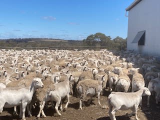 1.5YO Kojak/Ultra White Breeding Ewes, Vendor Bred, Kojonup WA - Agora Livestock listing X5ZSNM