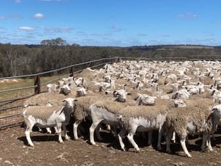 1.5YO Kojak/Ultra White Breeding Ewes, Vendor Bred, Kojonup WA - Agora Livestock listing X5ZSNM