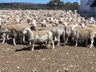 1.5YO Kojak/Ultra White Breeding Ewes, Vendor Bred, Kojonup WA - Agora Livestock listing X5ZSNM