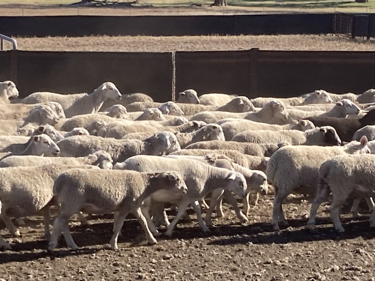Vendor-Bred Wether Lambs, Kojak/Ultra White Cross, Kojonup WA - Agora Livestock listing DVOILE