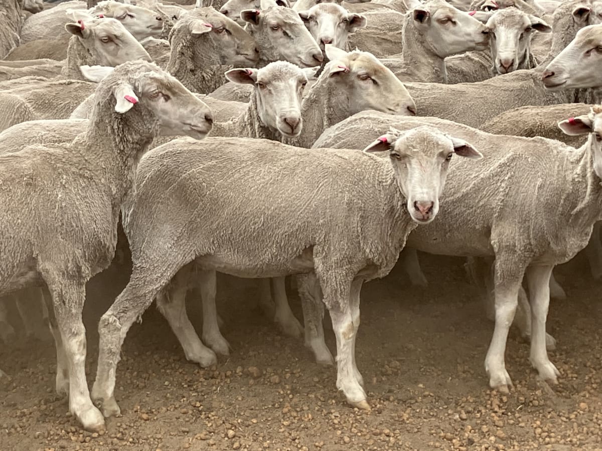 310 Purebred Merino Ewes, Hill Padua Blood, Kojonup WA - Agora Livestock listing OKVIXN