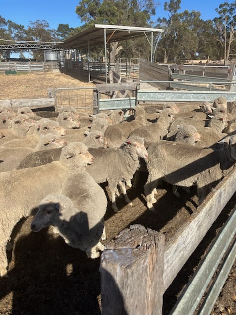 1.5yo Merino Ewe Hoggets, WattleDale Blood, 17 Micron, Kojonup WA - Agora Livestock listing LKPIKW