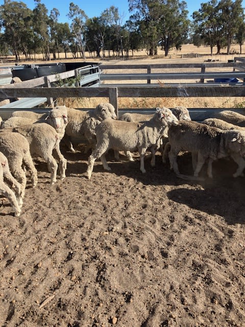 1.5yo Merino Ewe Hoggets, WattleDale Blood, 17 Micron, Kojonup WA - Agora Livestock listing LKPIKW
