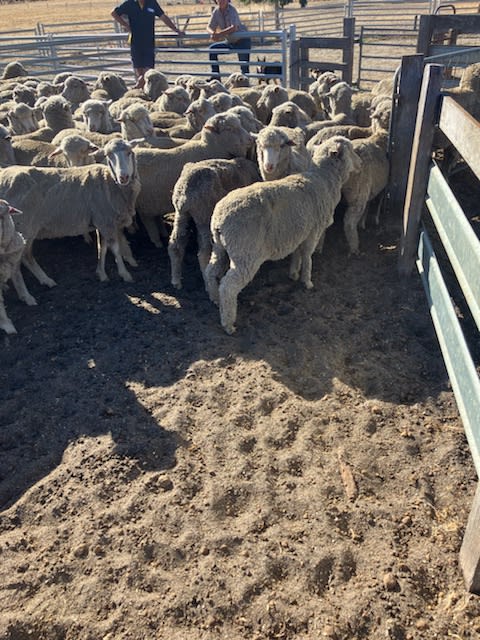 1.5yo Merino Ewe Hoggets, WattleDale Blood, 17 Micron, Kojonup WA - Agora Livestock listing LKPIKW