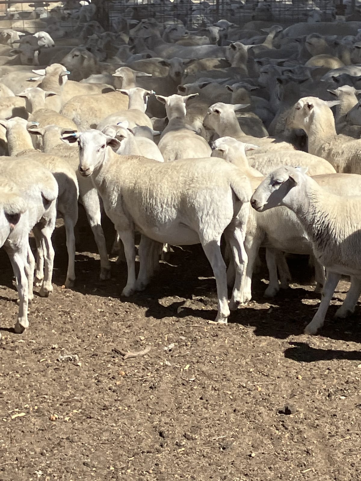 Purebred Ultra White Replacement Ewe Lambs, 15yr Line, Kojonup WA - Agora Livestock listing K2PCY1
