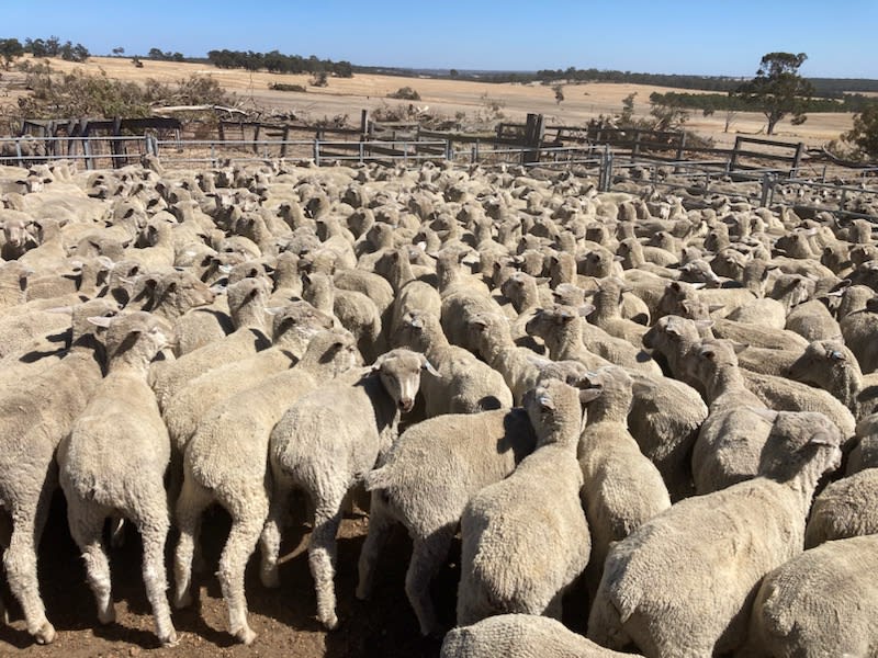 Vendor-Bred XBL Store Lambs, 30-35kg, Blue Tag, Kojonup WA - Agora Livestock listing DVOIY0