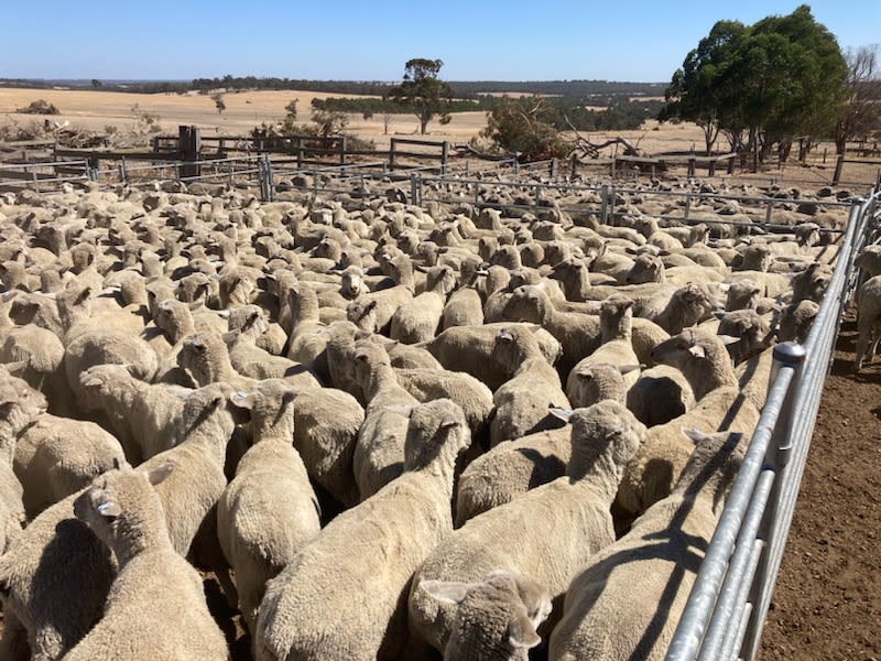 306 White Suffolk XBL Store Lambs, July Drop, Kojonup WA - Agora Livestock listing GDMI05