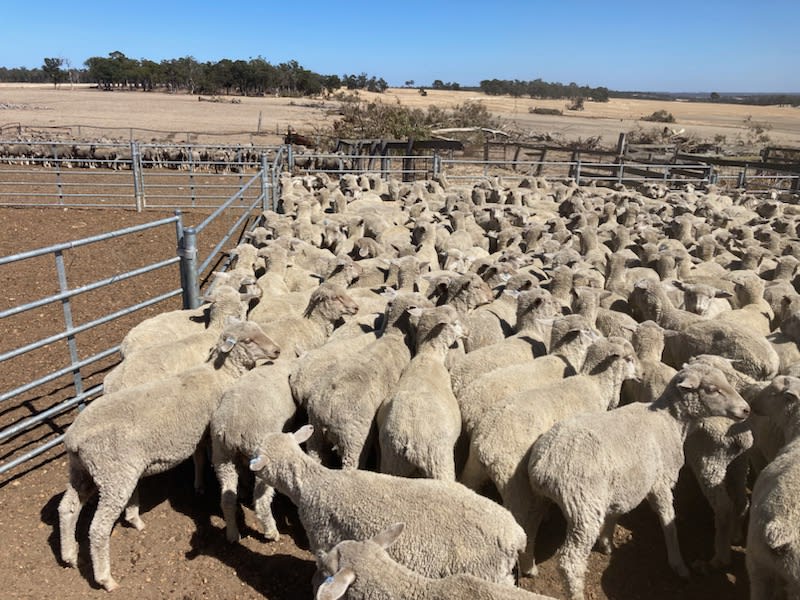 Vendor-Bred XBL Store Lambs, 30-35kg, Blue Tag, Kojonup WA - Agora Livestock listing DVOIY0