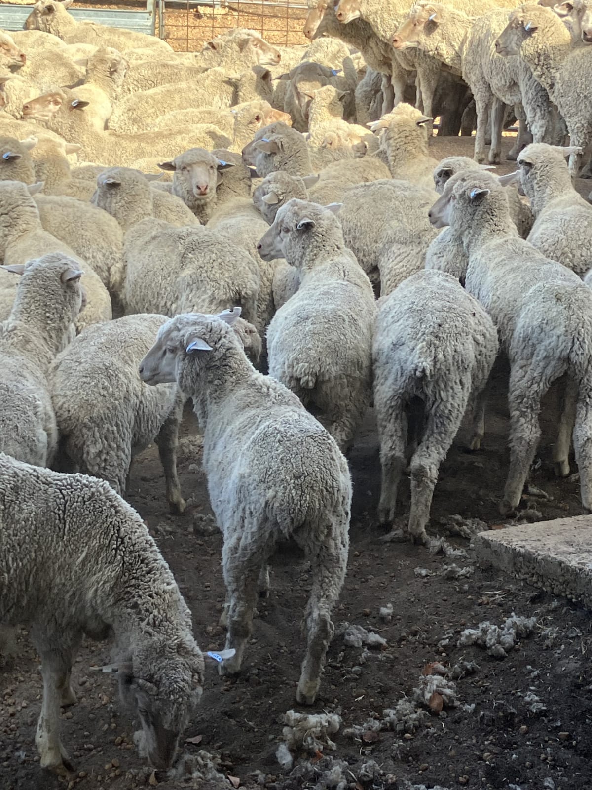 200 Purebred MPM Merino Wether Store Lambs, Kojonup WA - Agora Livestock listing PZPIYM