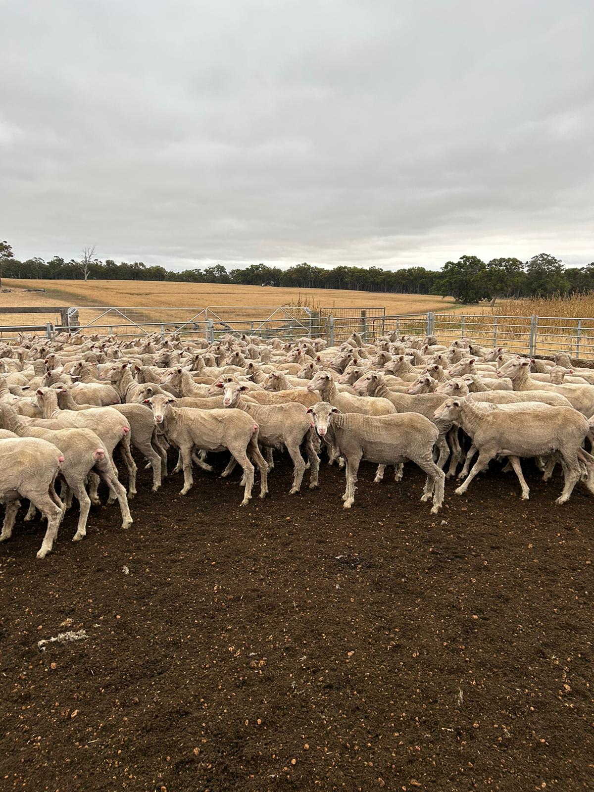 540 Purebred Merino Ewes, 17 Micron, Centre Plus Blood, Kojonup WA - Agora Livestock listing Z0GB5E