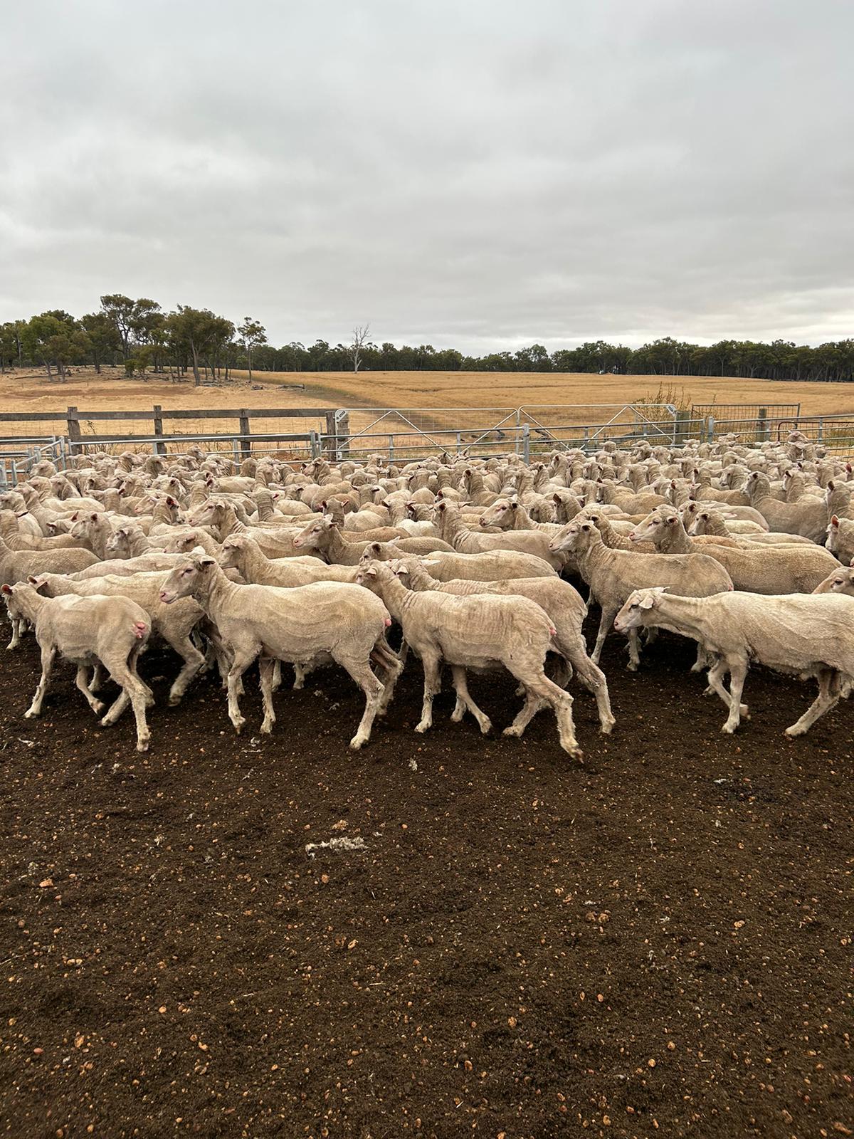 540 Purebred Merino Ewes, 17 Micron, Centre Plus Blood, Kojonup WA - Agora Livestock listing Z0GB5E