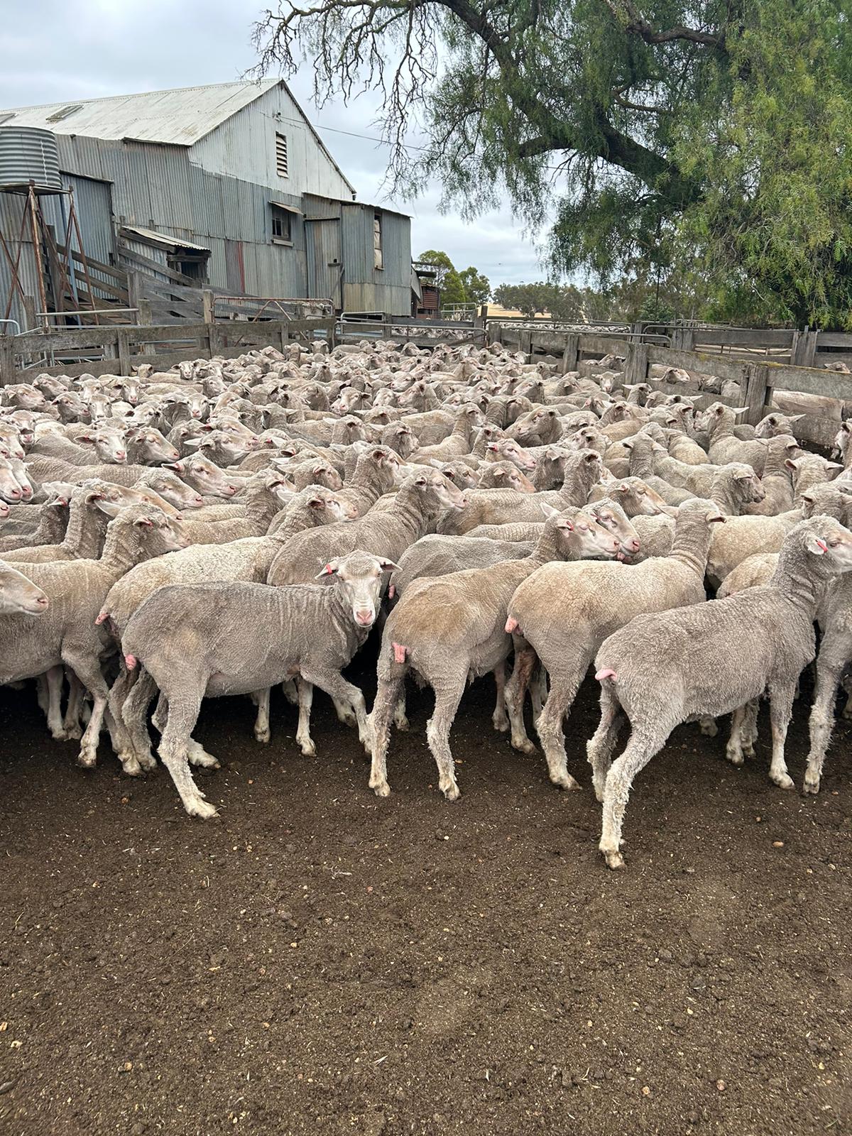290 Poll Merino Hoggets, Plain & Fertile Red Tag Ewes, Kojonup WA - Agora Livestock listing GDMIM6