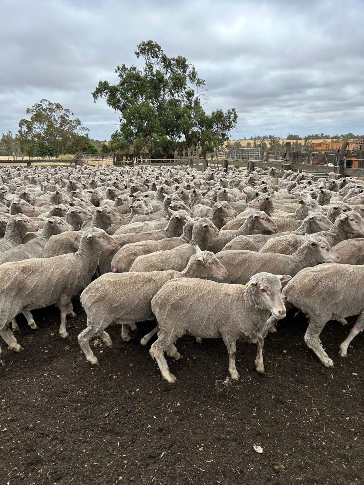 2.5yo Polled Merino Ewes, Merino Tech Bloodline, Kojonup WA - Agora Livestock listing LKPIPN