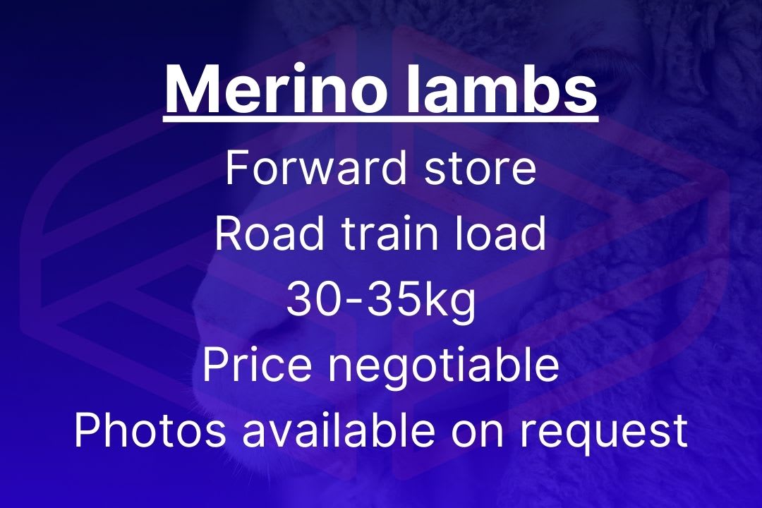 Forward Store Merino Lambs, 30-35kg, Negotiable, located WA - Agora Livestock listing DVOIV0